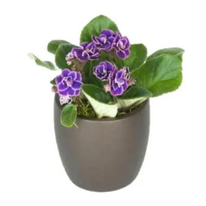 africanviolet4in 1000x1000