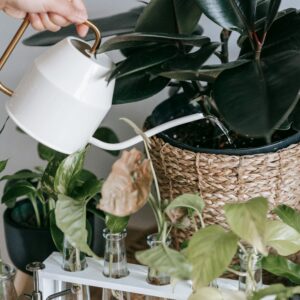Crop unrecognizable person with watering can pouring water into pot with green plant near glass vases with leaves in room